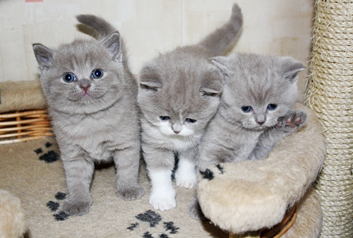 Где купить котенка Где купить котенка