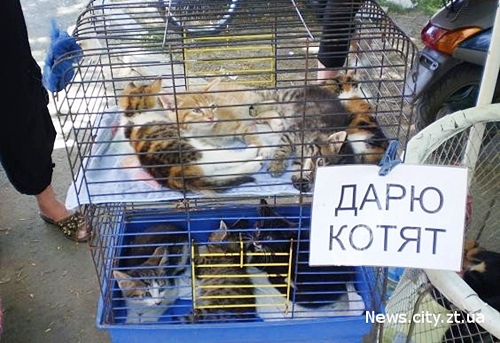 Где можно котят купить Где можно котят купить