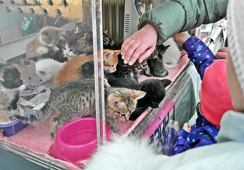 Где можно котят купить Где можно котят купить
