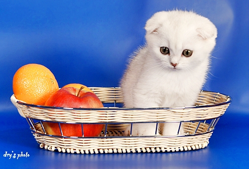 Где купить котенка Где купить котенка