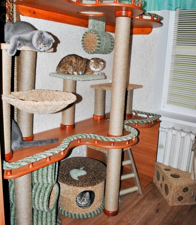 Где купить котенка Где купить котенка