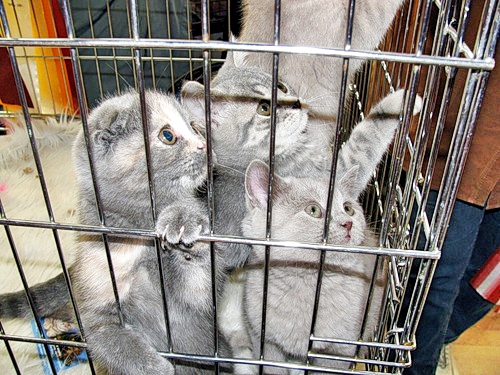Где можно котят купить Где можно котят купить