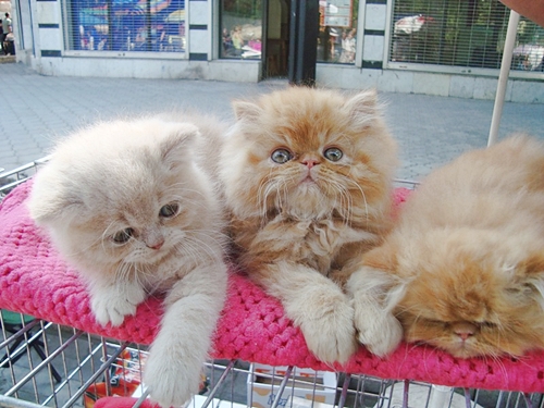 Где можно котят купить Где можно котят купить