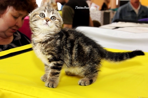 Где можно котят купить Где можно котят купить