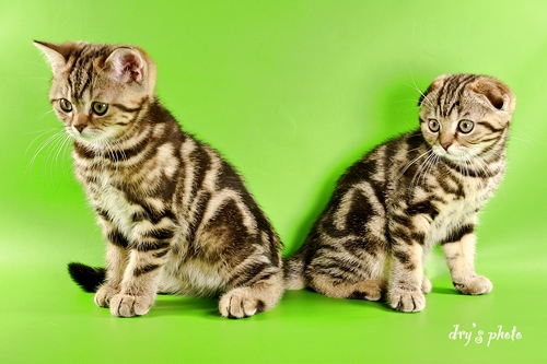 Где купить котенка Где купить котенка