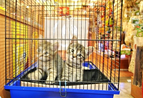 Где можно котят купить Где можно котят купить
