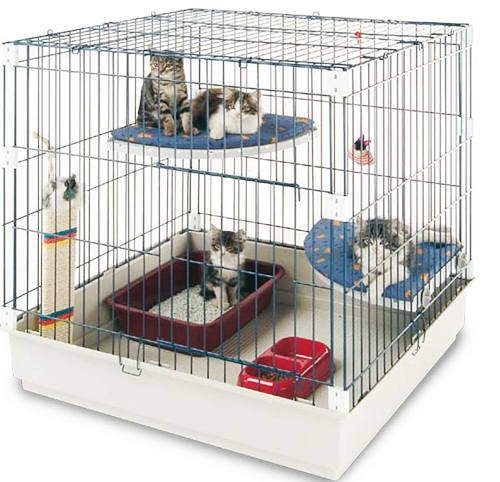 Где можно котят купить Где можно котят купить